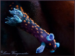 Very small Nembrotha yonowae on a sea squirt in Tulamben ... by Marco Waagmeester 